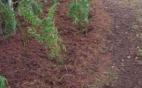 Bamboo Shavings in Gardening