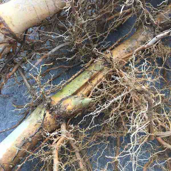 bamboo root