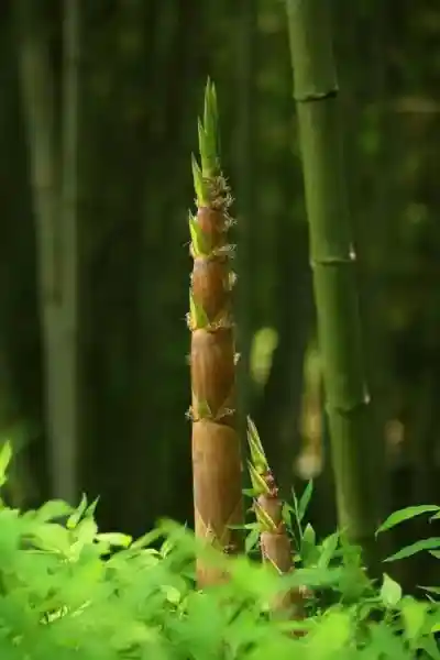 shoots