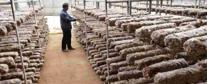 Bamboo Shavings Disposal