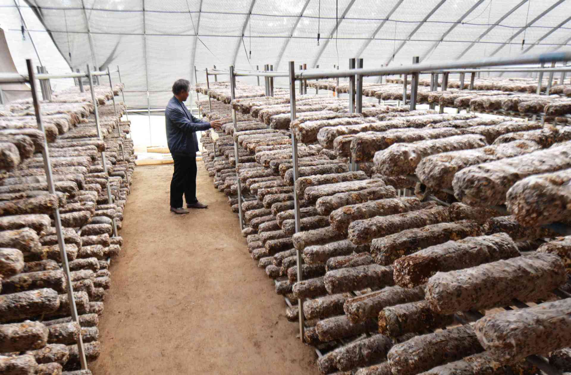 Bamboo Shavings Disposal