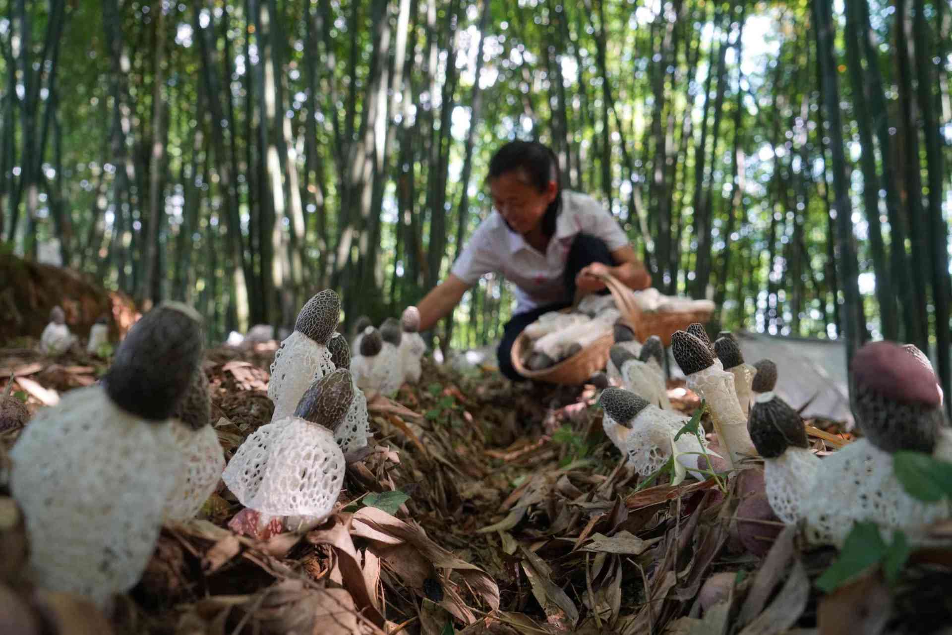 Cultivating Bamboo Fungus in Bamboo Forest