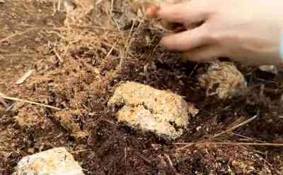 Planting seeds