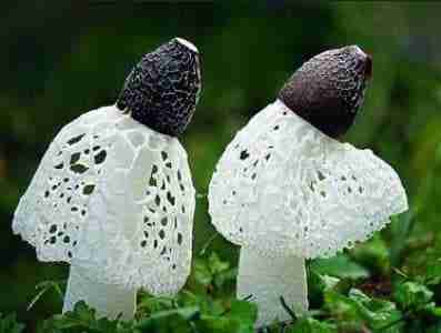 bamboo fungus