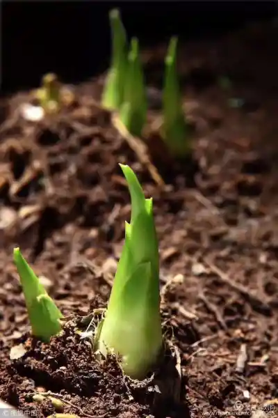 seed grow