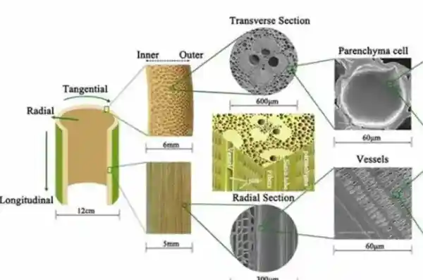 The natural internal structure of bamboo