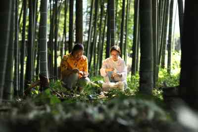 Bamboo Fungus like living environment dispose bamboo shavings