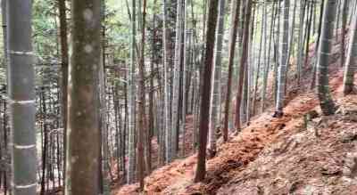 Selection of planting site dispose bamboo shavings