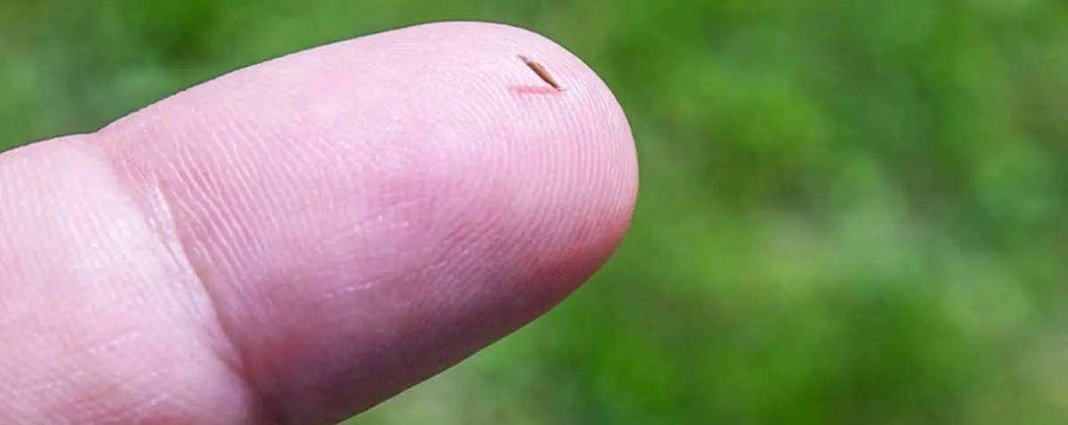 Bamboo Splinter
