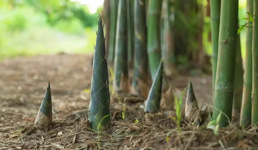 A business that grows like a bamboo shoot