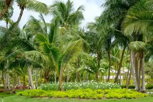 palm tree